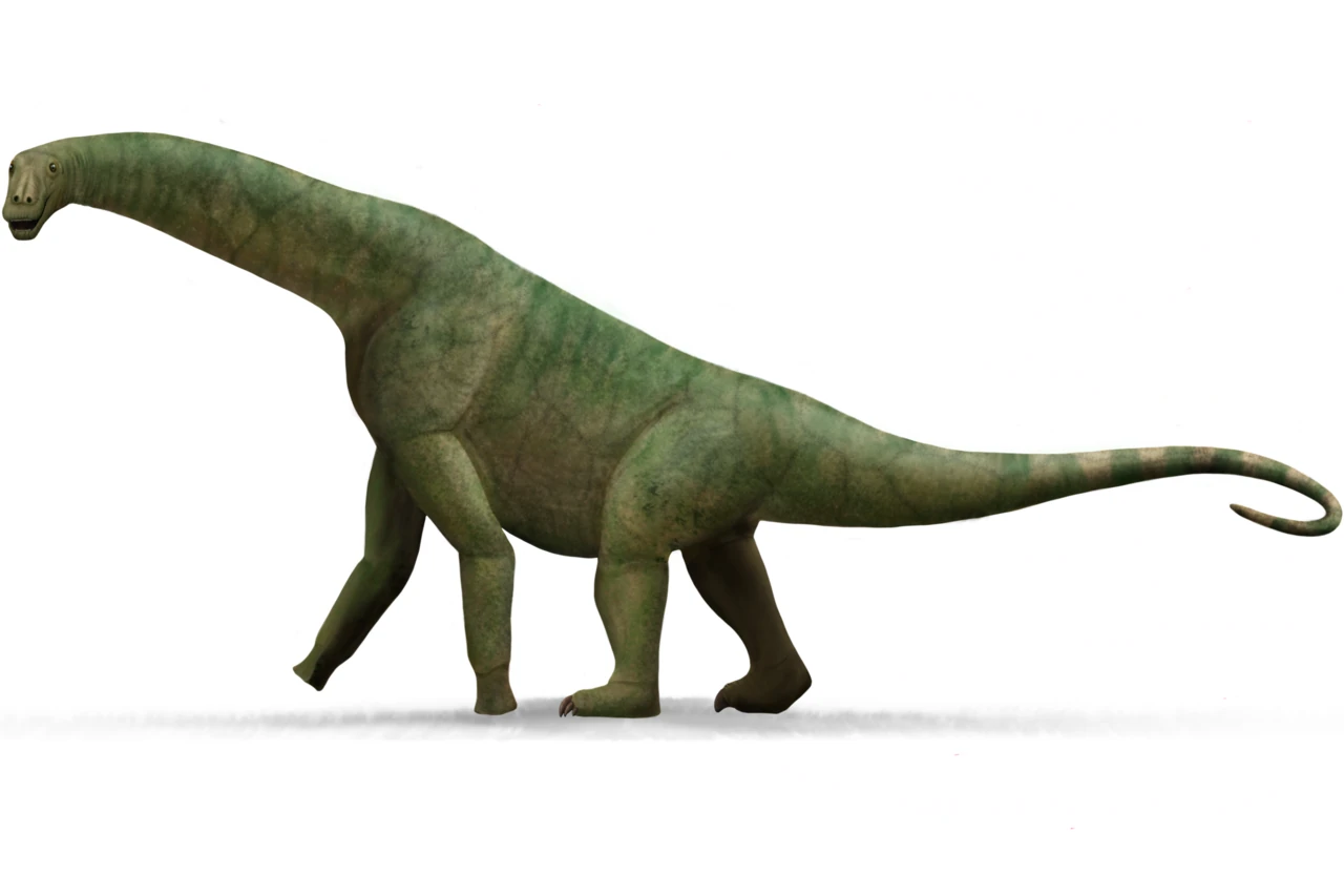 Comparative life reconstruction of Isisaurus with a heavy body and relatively short neck.