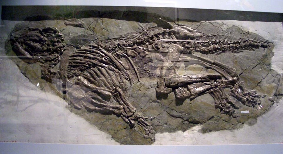 Slab display identified as Jinzhousaurus yangi at the Hong Kong Science Museum.