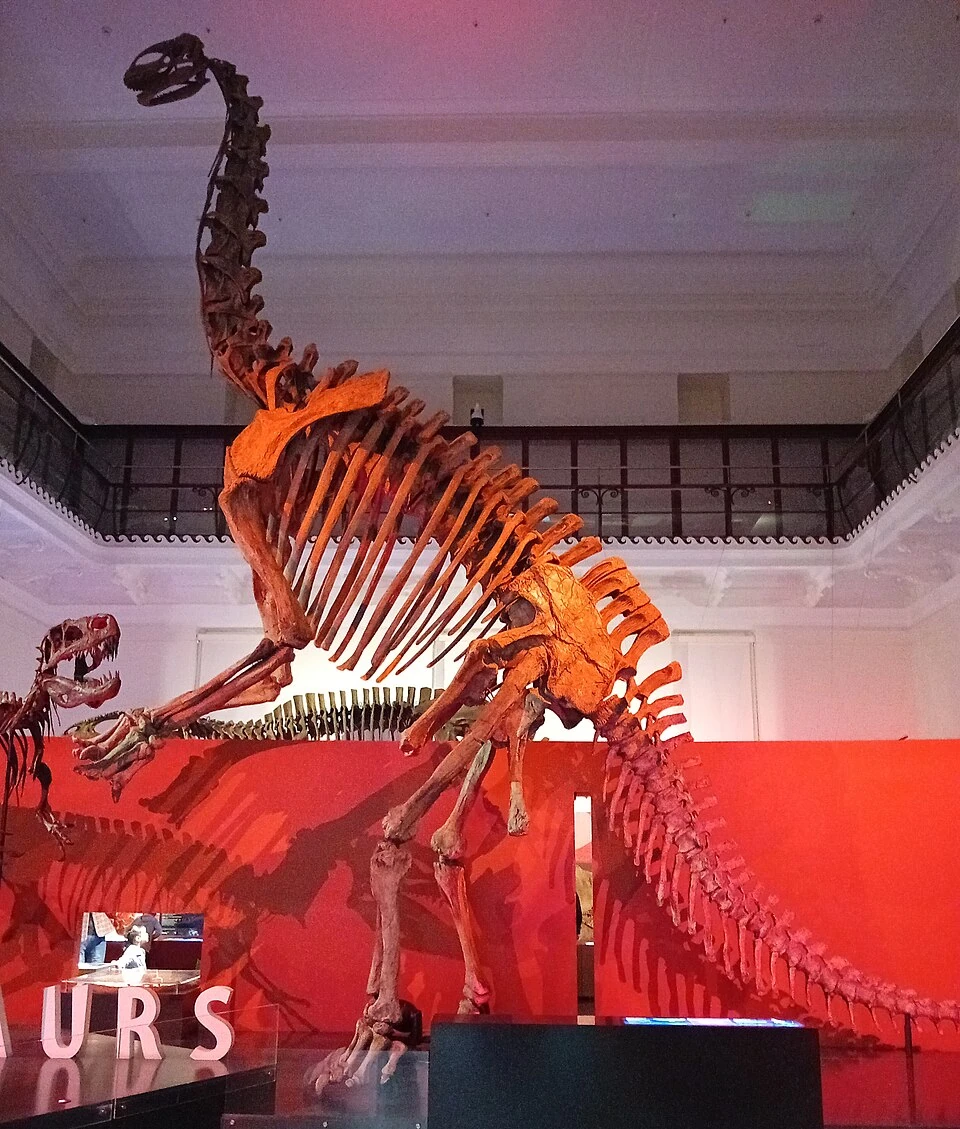 Jobaria cast skeleton displayed in a rearing pose at the Australian Museum.