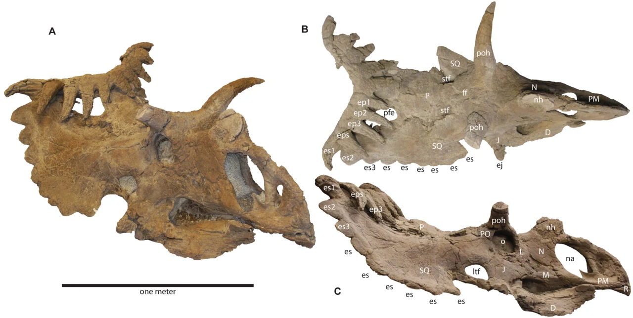 Kosmoceratops holotype skull in oblique, dorsal and lateral views.