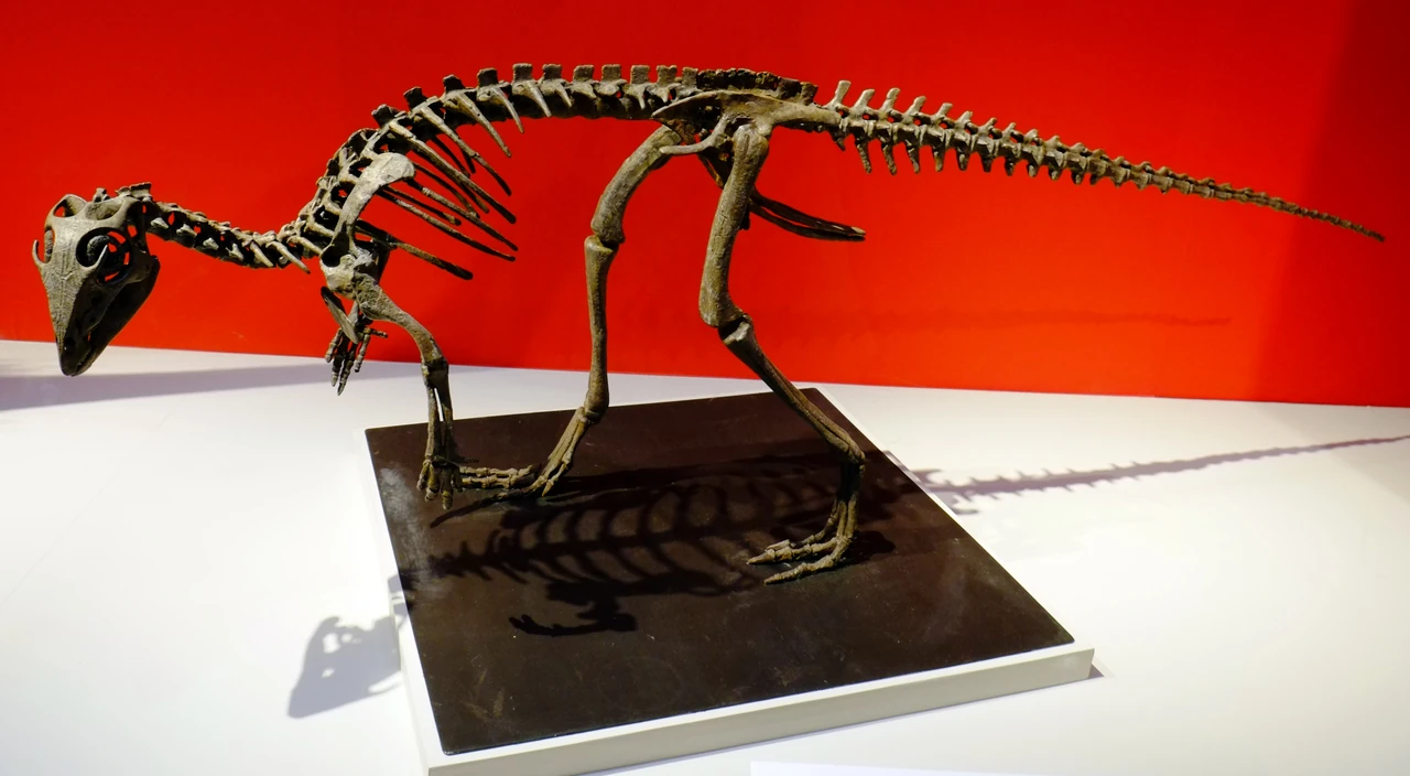 Kulindadromeus zabaikalicus mounted skeletal reconstruction at the 2016 Dinosaur Expo in Tokyo, with short forelimbs and long hindlimbs.
