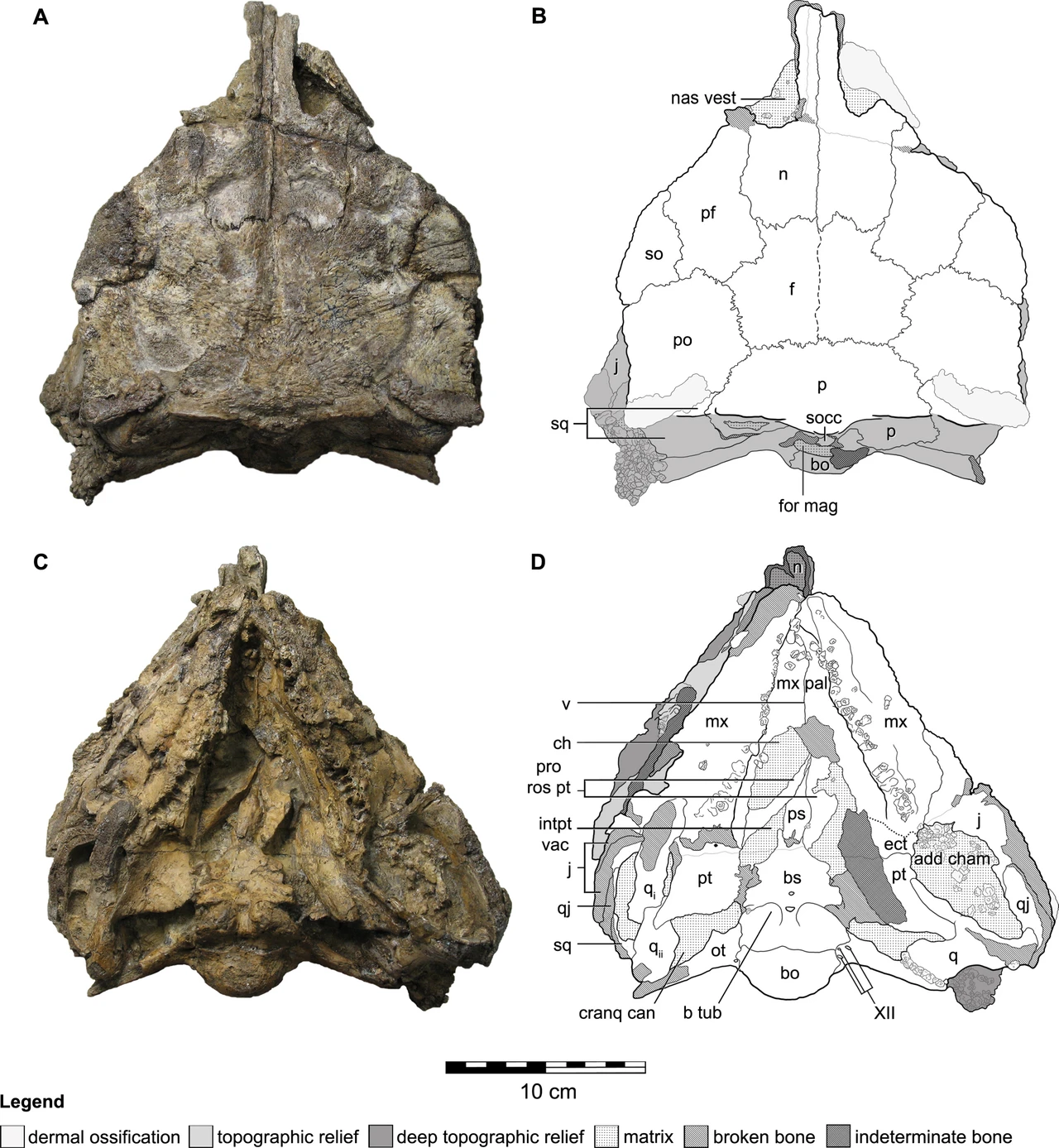 Kunbarrasaurus ieversi holotype QM F 18101 skull photographs with anatomical drawings.