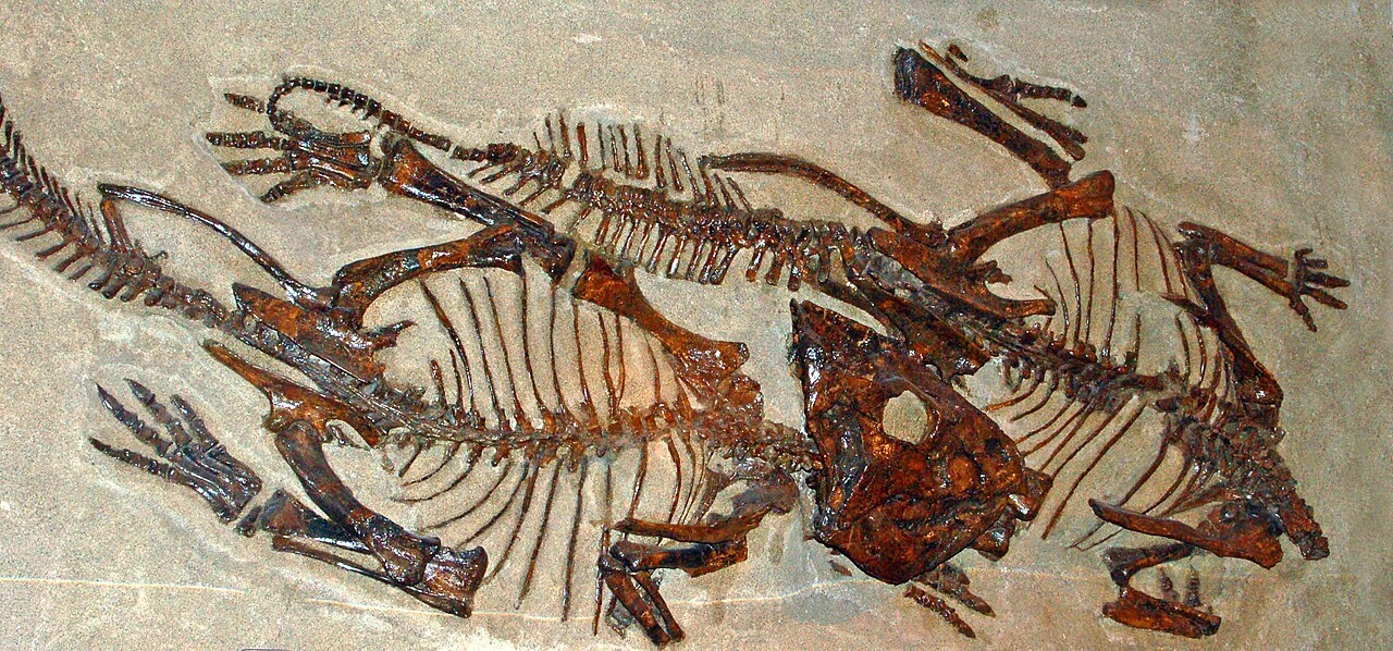 Leptoceratops skeletal displays at the Canadian Museum of Nature.