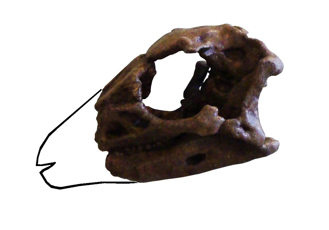 Lesothosaurus diagnosticus skull display at the Royal Belgian Institute of Natural Sciences.