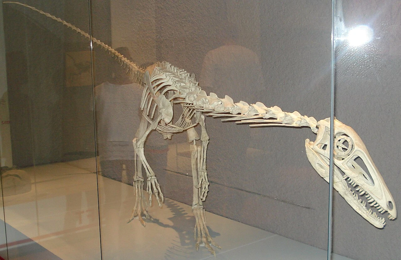 Restored Liliensternus liliensterni skeletal display in Stuttgart, including missing skull and skeletal regions.