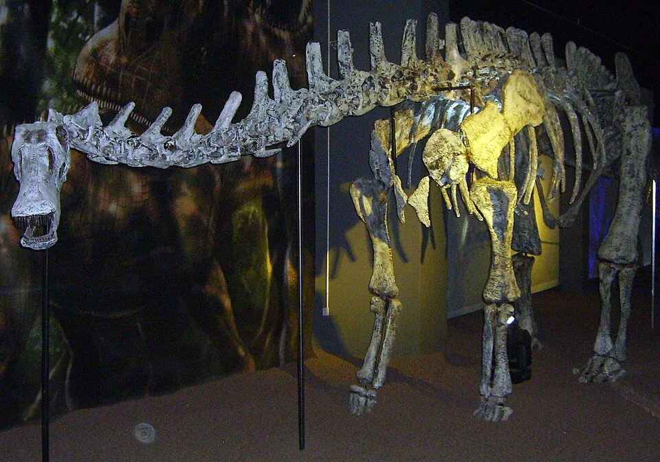 Limaysaurus mounted skeletal restoration, with tall back spines and an interpreted skull.