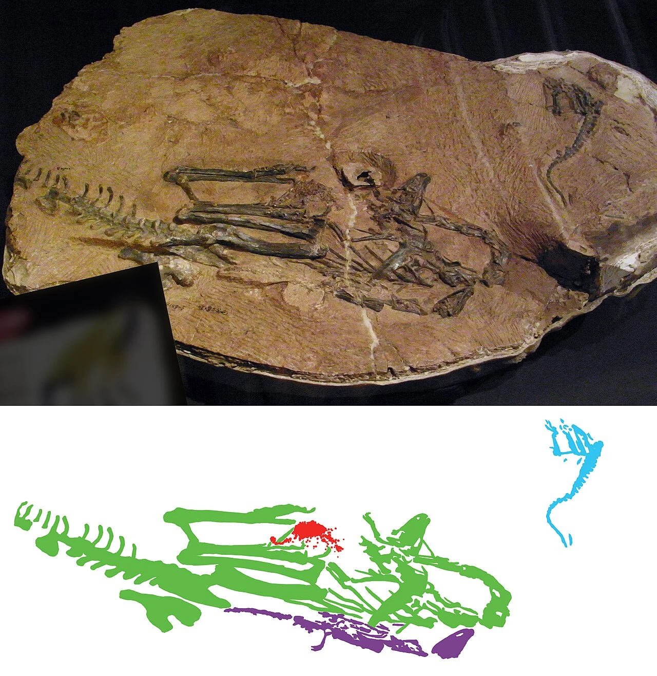 Annotated Limusaurus slab with type skeleton in green, gastroliths in red, a referred skeleton in blue and a crocodyliform in purple.