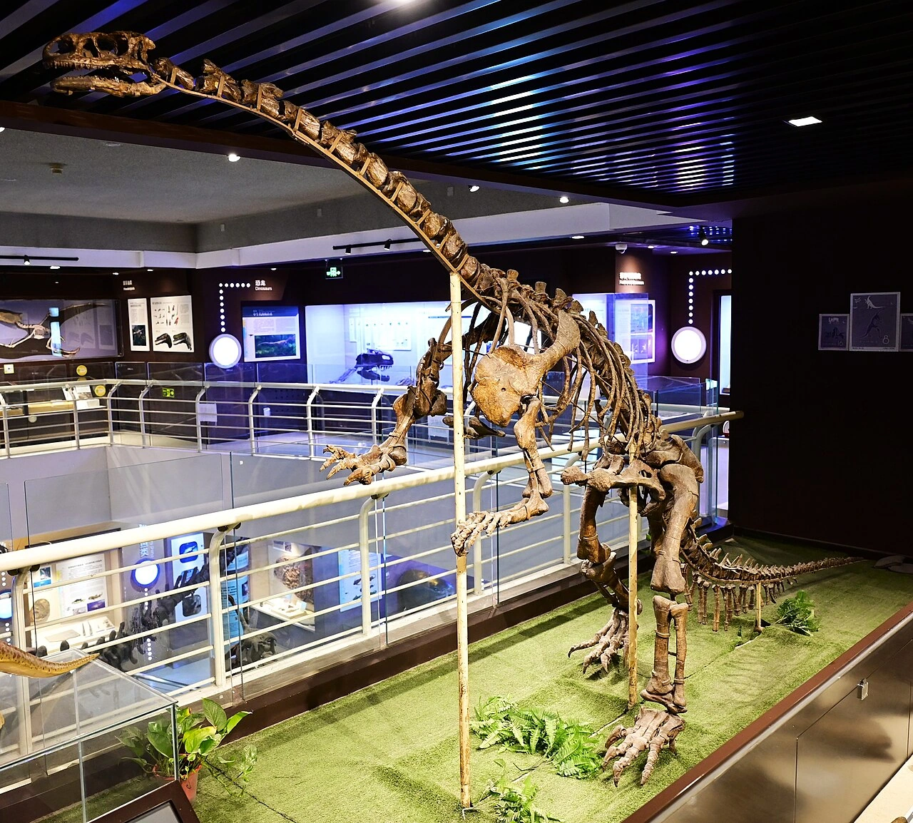 Mounted Lufengosaurus huenei holotype IVPP V15 at the Paleozoological Museum of China.