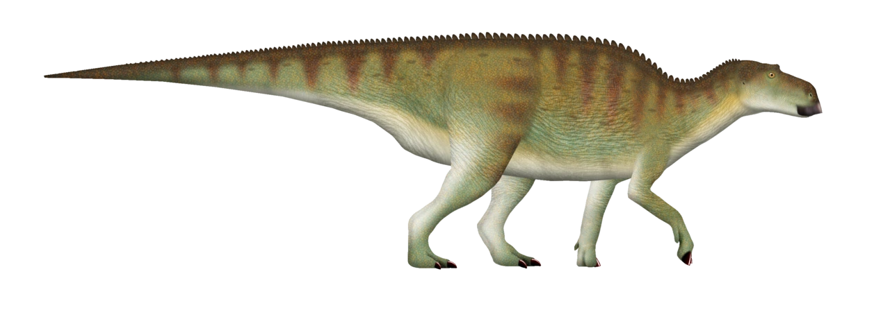 Side-view life reconstruction of Maiasaura peeblesorum with a small low skull crest, duckbill and long tail.