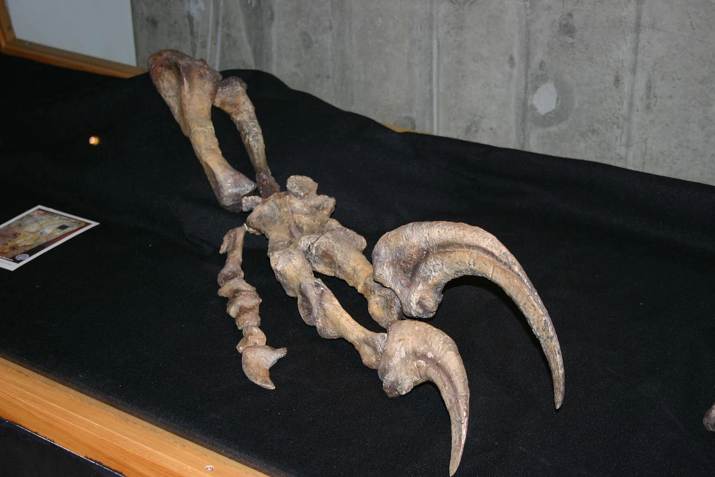 Displayed Megaraptor hand.