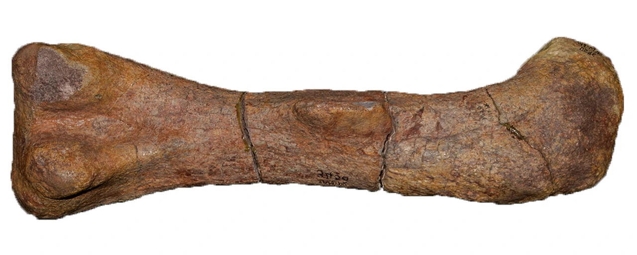 Femur SAM-PK 3450, historically attributed to Melanorosaurus and excluded by the 2024 revision.