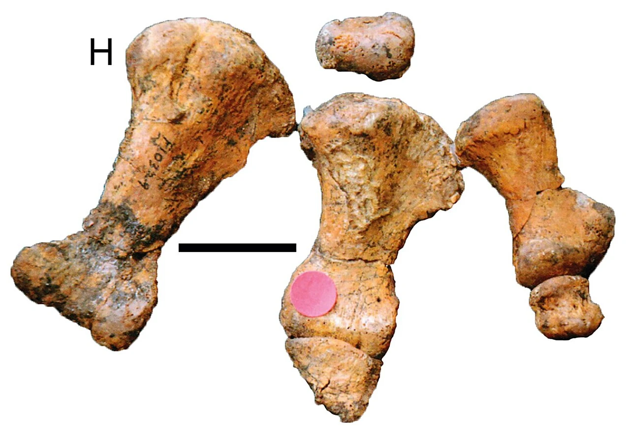Minmi holotype QM F10329 left foot bones viewed from below, with a two-centimeter scale bar.