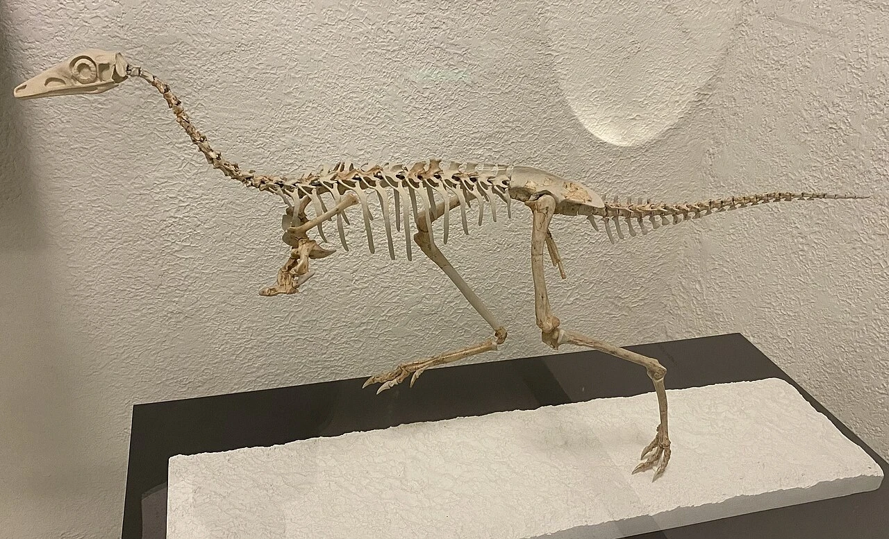 Mononykus skeletal museum restoration at the American Museum of Natural History.