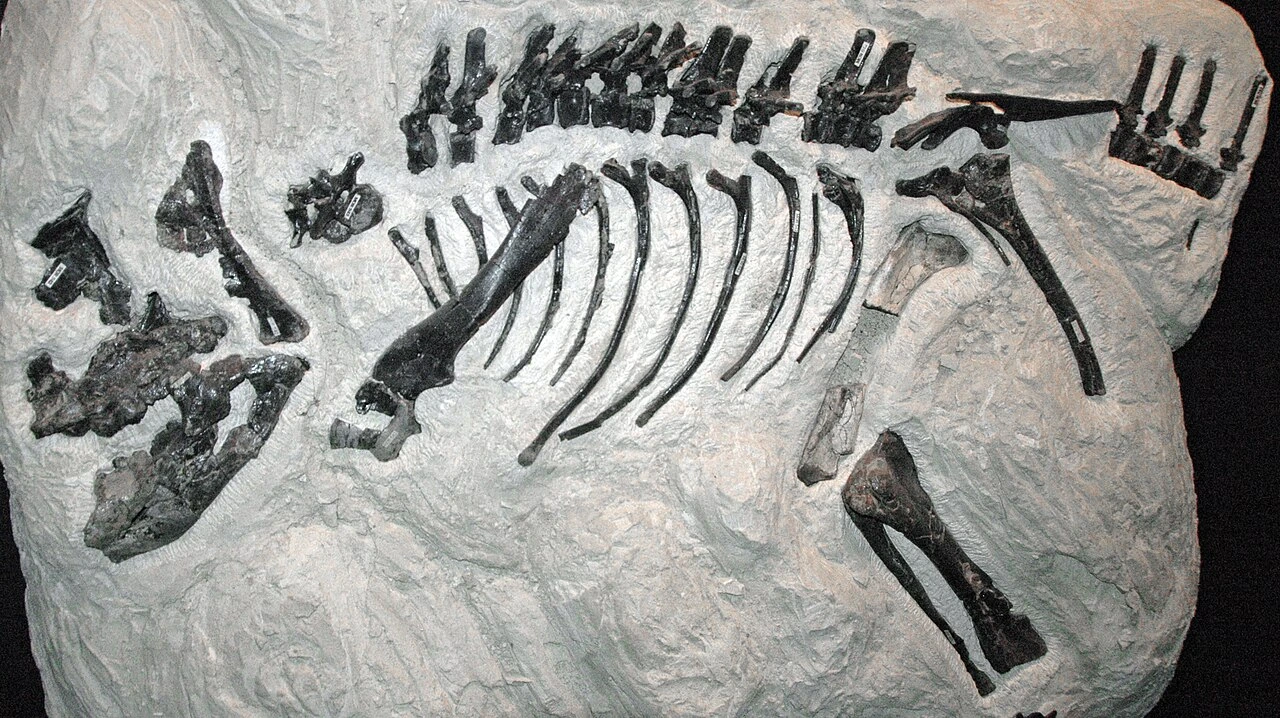 Partial skeleton of juvenile Montanoceratops cerorhynchus MOR542 at the Museum of the Rockies.