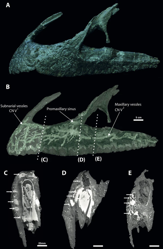 Neovenator salerii holotype jaw bones and CT views of their internal neurovascular canal network.