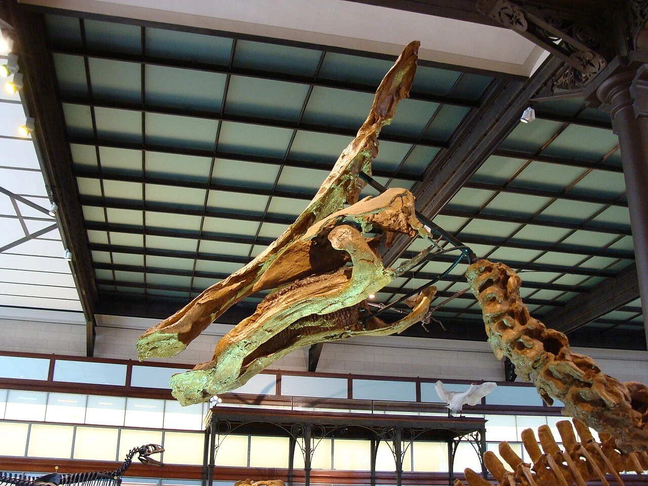 Mounted Olorotitan arharensis skull display at the Royal Belgian Institute of Natural Sciences.