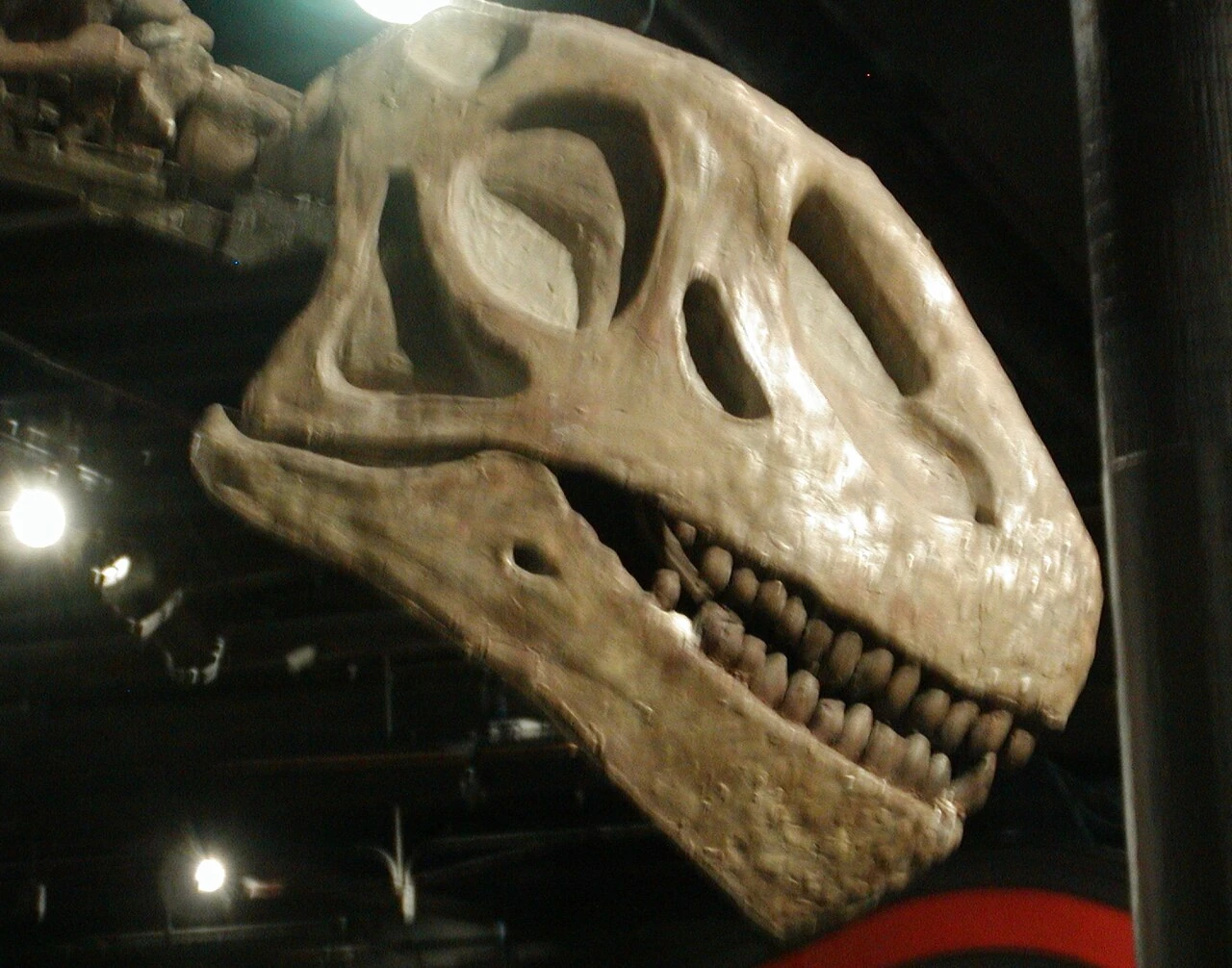 Displayed Omeisaurus tianfuensis skull reconstruction viewed from the side.