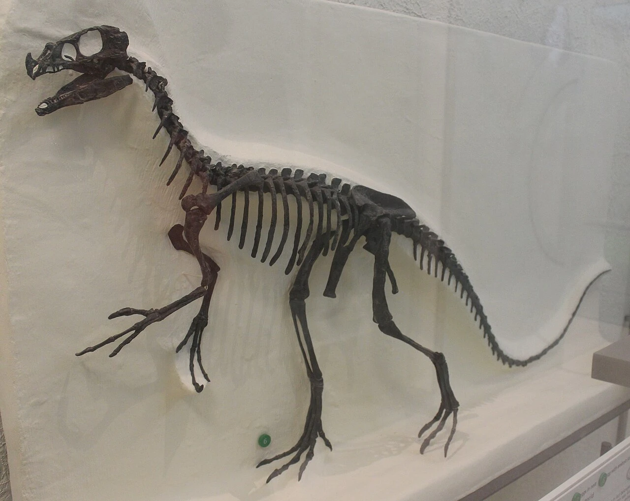 Ornitholestes hermanni type skeletal display AMNH619, photographed at the American Museum of Natural History.