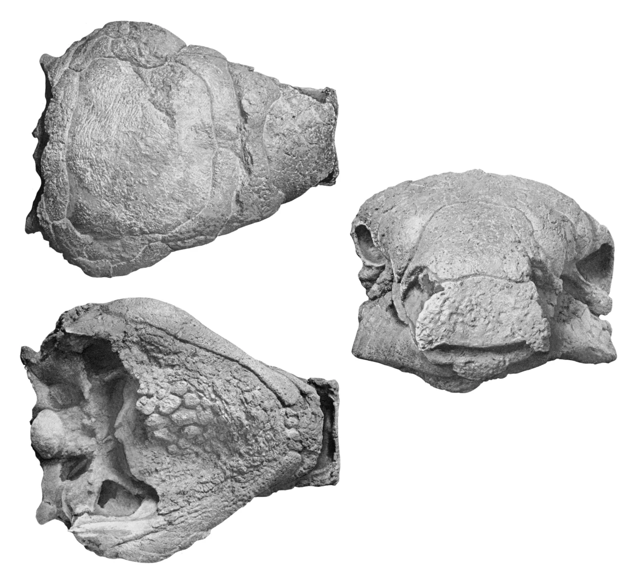 Historical photographs of the Panoplosaurus mirus type skull in upper, front and lower views.