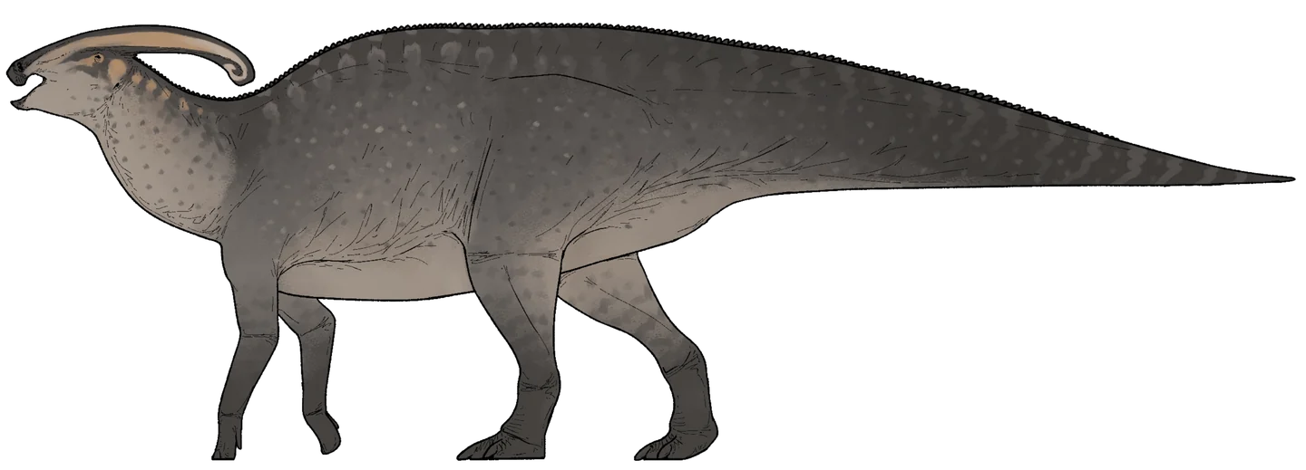 Parasaurolophus in side view with a broad neck, long backward-curving crest, forefeet near the ground and a straight tapering tail.