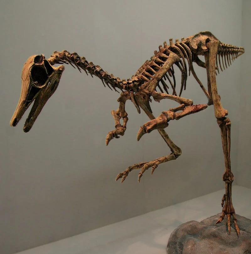 Patagonykus museum skeletal restoration, including a comparative skull and reconstructed missing body regions.