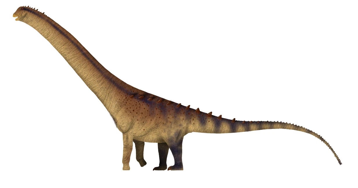 Side-view life reconstruction of Patagotitan, showing a long neck, small head and supporting limbs.