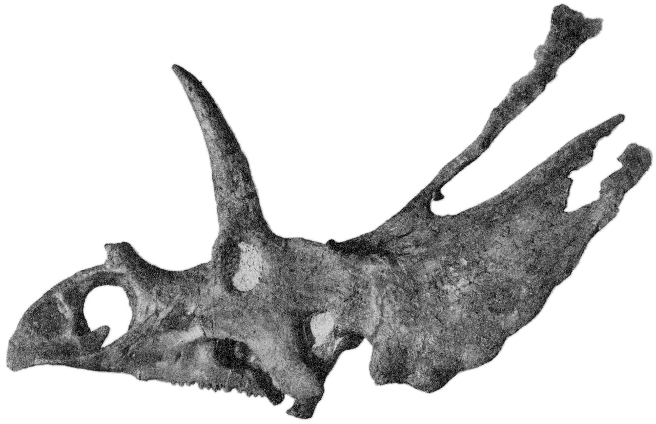 Archival side-view photograph of Pentaceratops sternbergii holotype skull AMNH 6325.