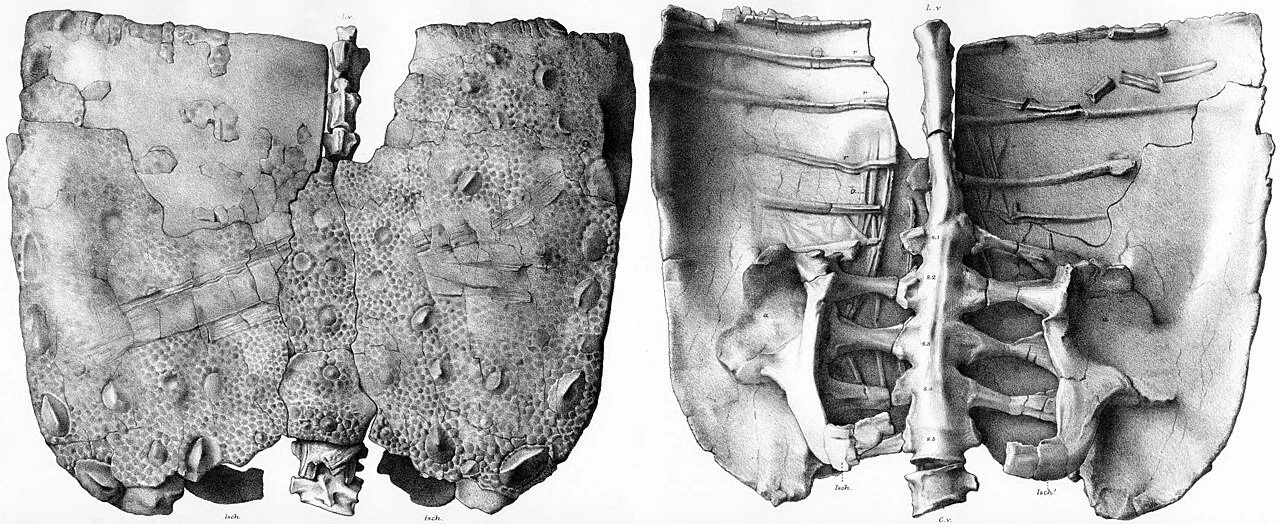 Historical drawings of the Polacanthus pelvic shield from above and below, showing fused armor and underlying vertebrae.
