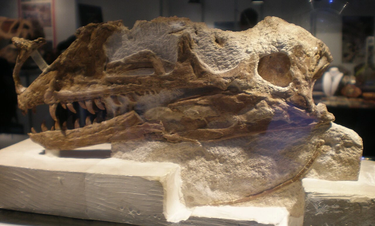 Partial Proceratosaurus bradleyi skull display identified as the holotype, with the incomplete crest retained.