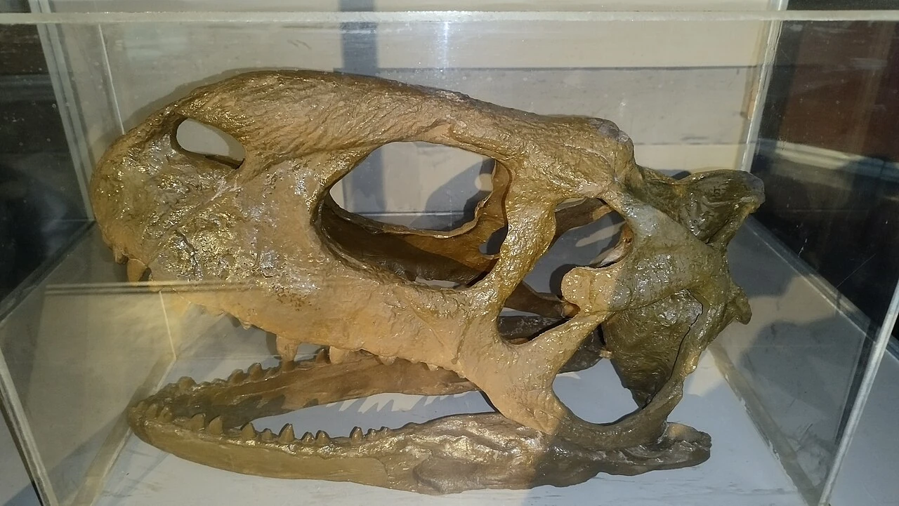 Rajasaurus skull replica viewed from the side.