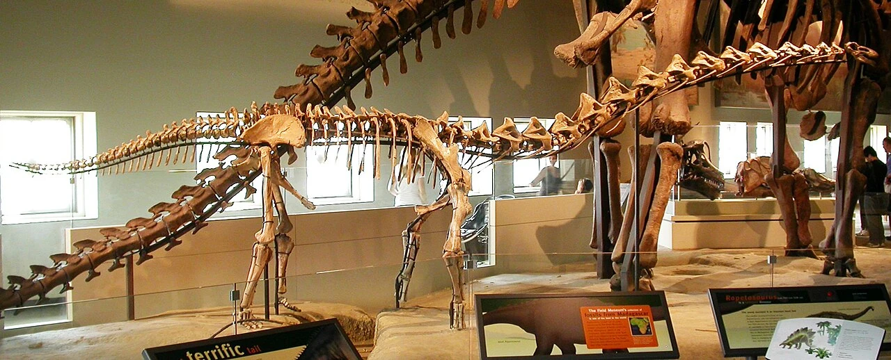 Juvenile Rapetosaurus skeletal reconstruction in front of a larger Apatosaurus mount.