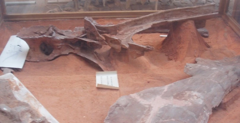 Displayed Rebbachisaurus vertebra with a tall neural spine.