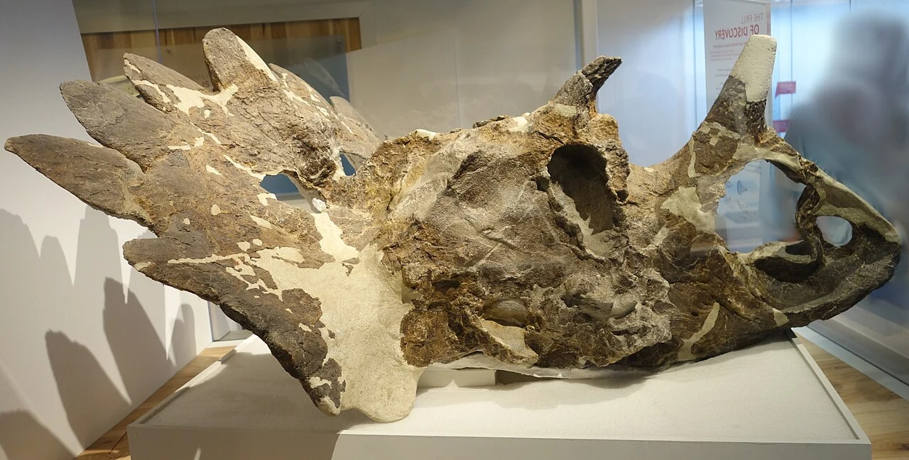 Regaliceratops skull displayed at the Royal Tyrrell Museum.