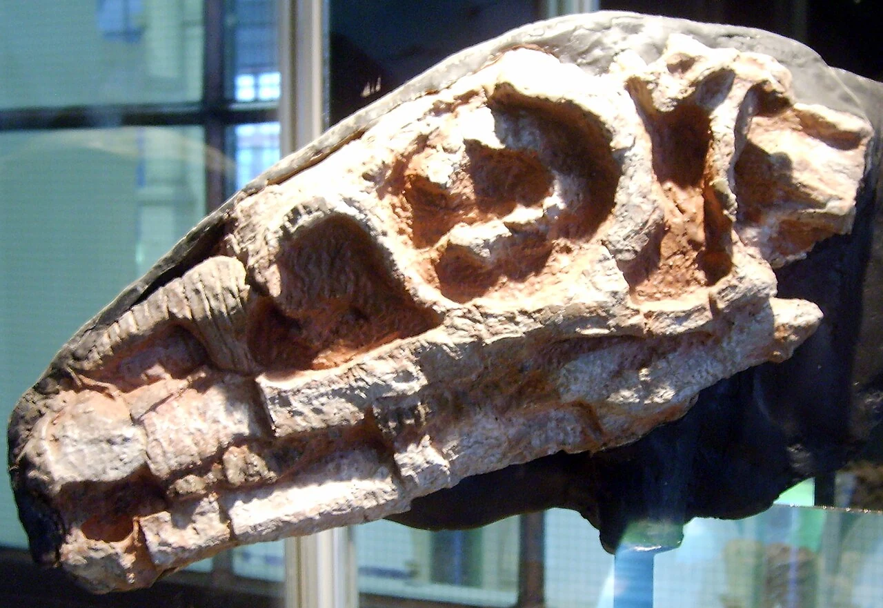 Riojasaurus skull cast displayed in Copenhagen, with narrow jaws and small teeth.