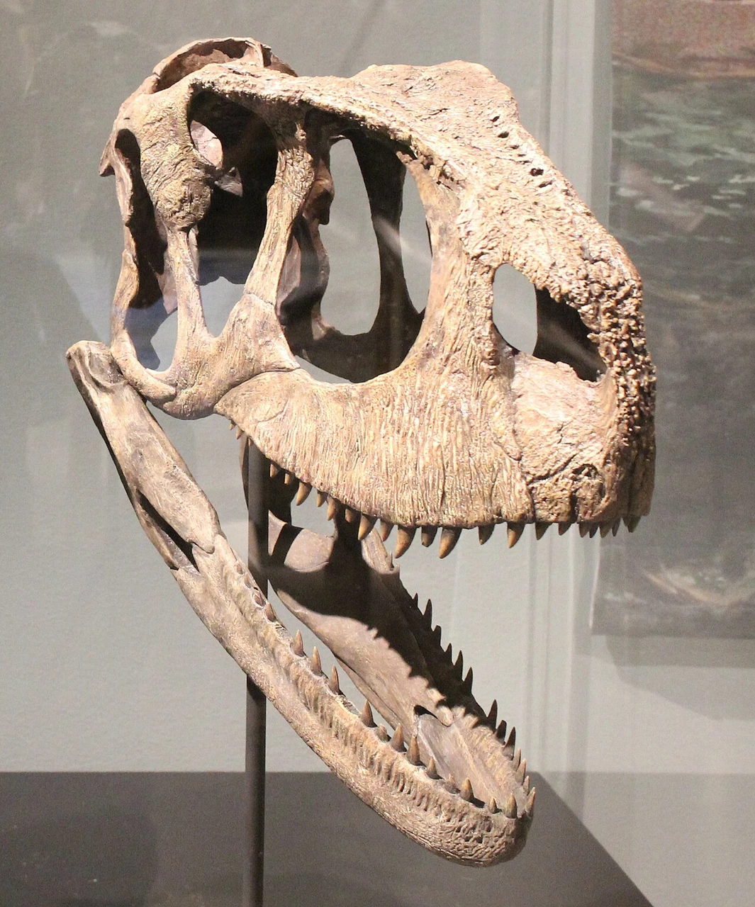 Reconstructed Rugops skull display with a rugose surface.