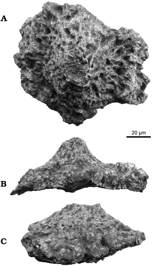 Bony plate PVL 4017-113 of Saltasaurus loricatus shown in external and lateral views with a scale bar.