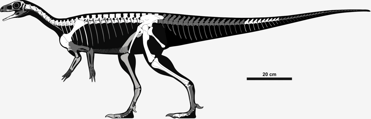 Skeletal reconstruction of Saturnalia with a long balancing tail.