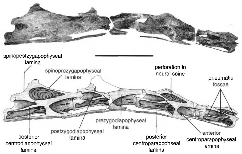 Four cervical vertebrae of Sauroposeidon specimen OMNH 53062 above an interpretive outline drawing.