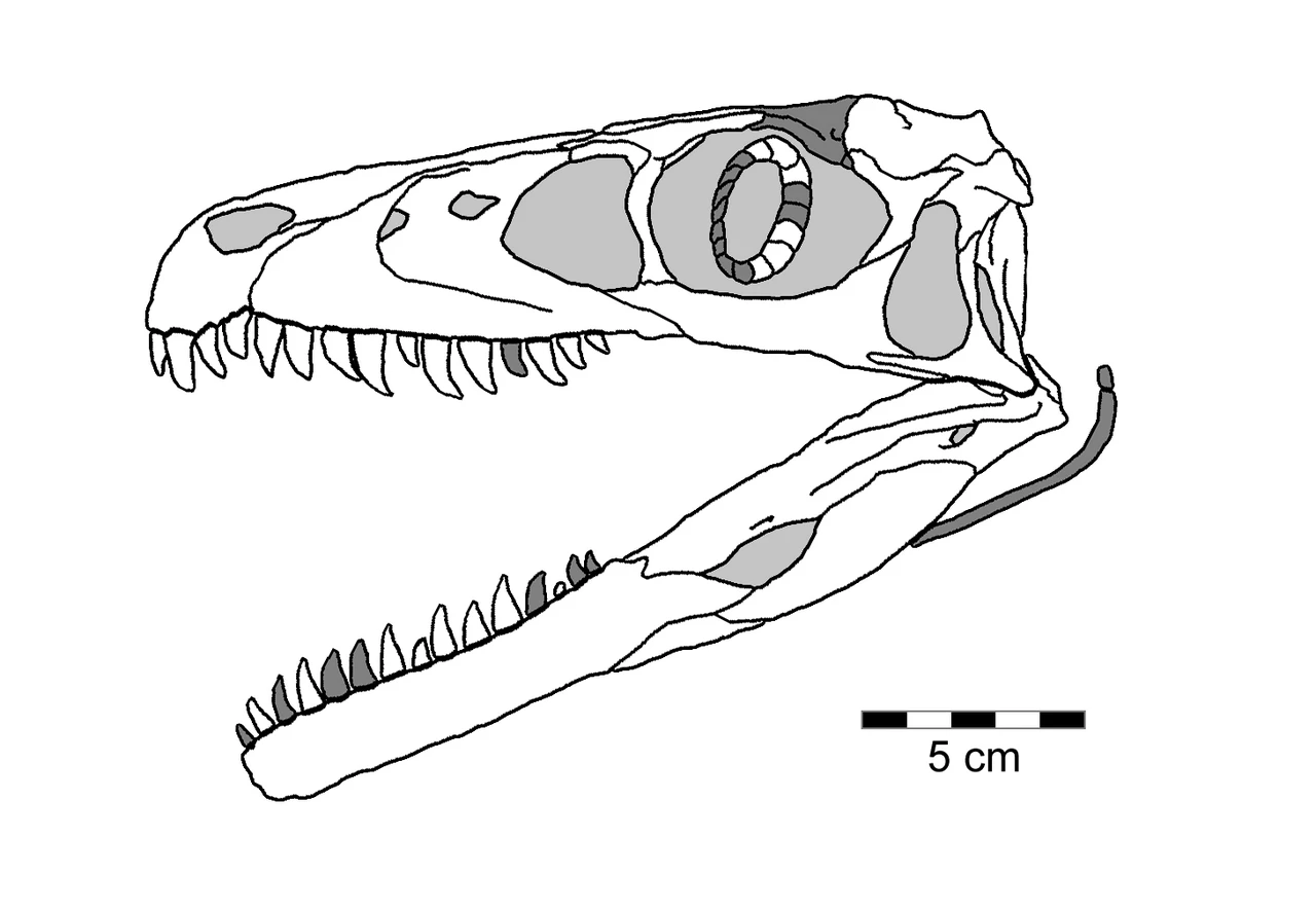 Scientific schematic reconstruction of Saurornitholestes langstoni skull, with a five-centimeter scale bar.