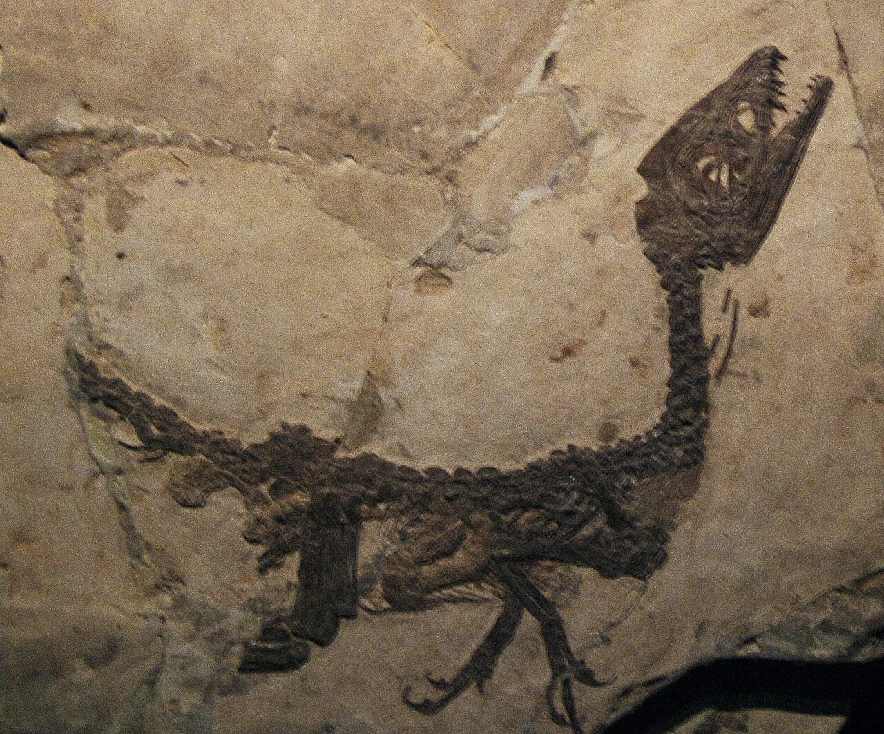 Slab display of the tiny Scipionyx samniticus juvenile, Ciro, with articulated bones and incomplete tail.