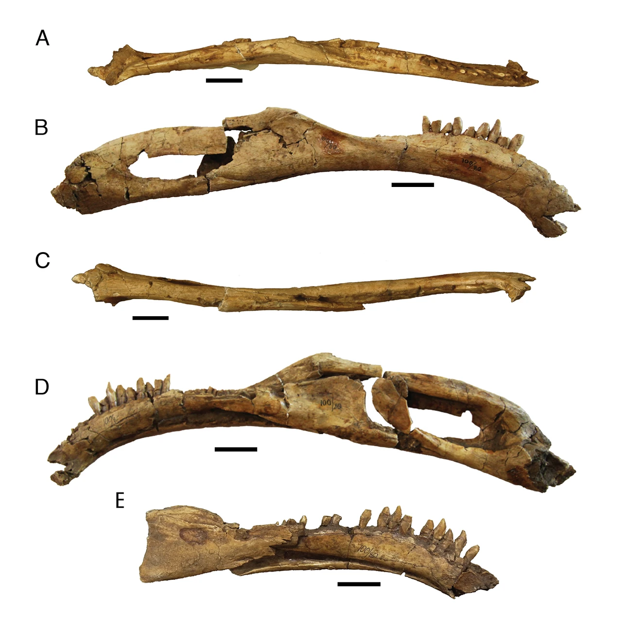Segnosaurus type hemimandibles MPC-D 100/80.