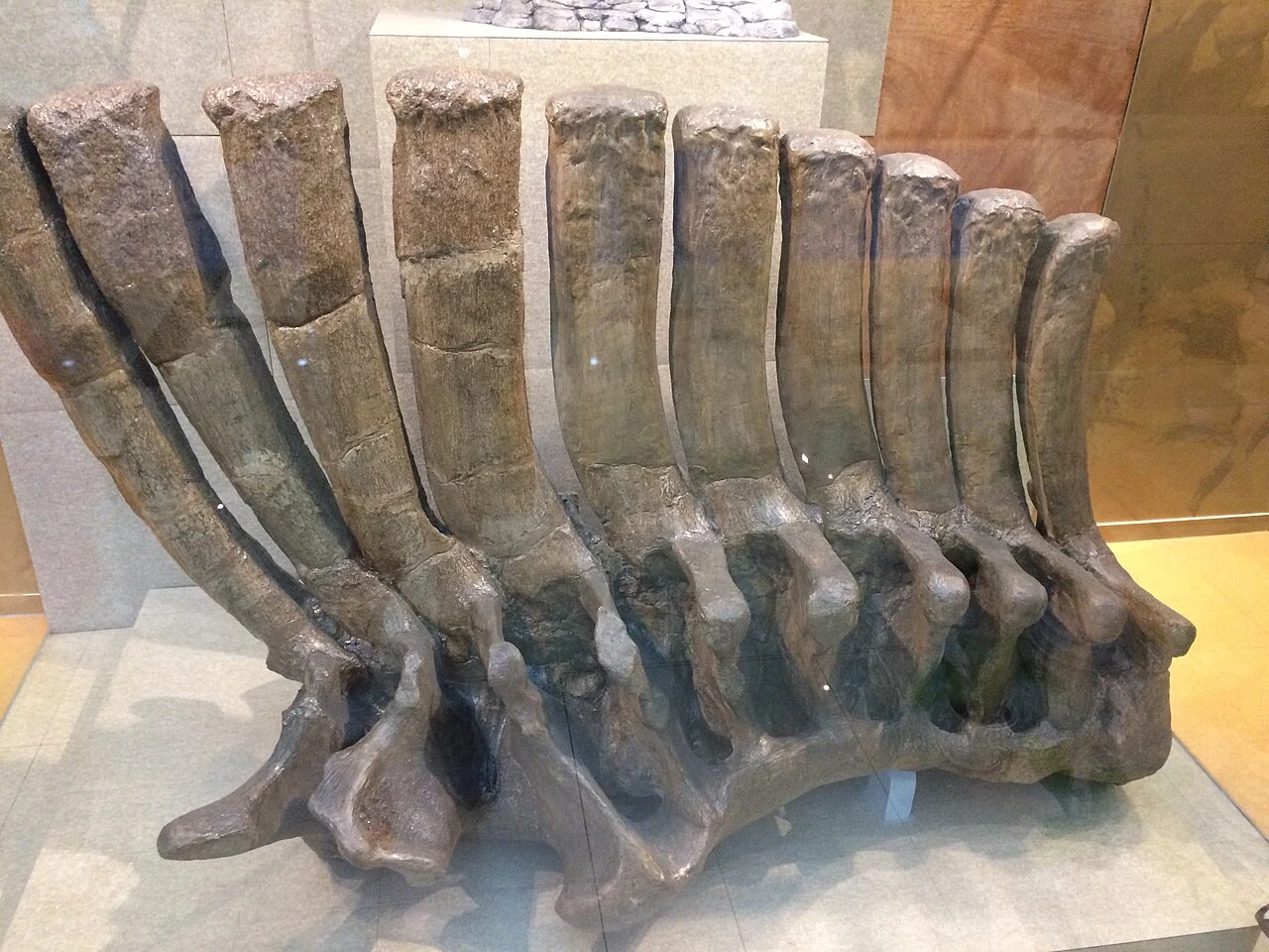 A series of Shantungosaurus back vertebrae displayed at the Geological Museum of China.
