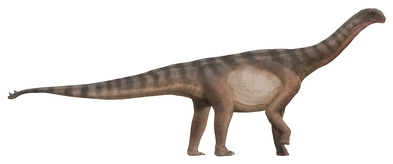 Side-view life reconstruction of Shunosaurus with a comparatively short neck and a small terminal tail club.