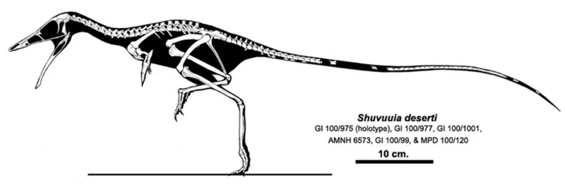 Composite Shuvuuia deserti skeletal restoration by Jaime A. Headden, showing short forelimbs and long hindlimbs.
