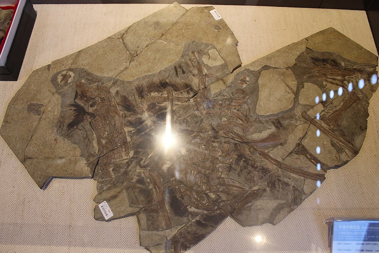 Sinornithosaurus millenii holotype slab display at the Paleozoological Museum of China, showing flattened bones and dark integument traces.