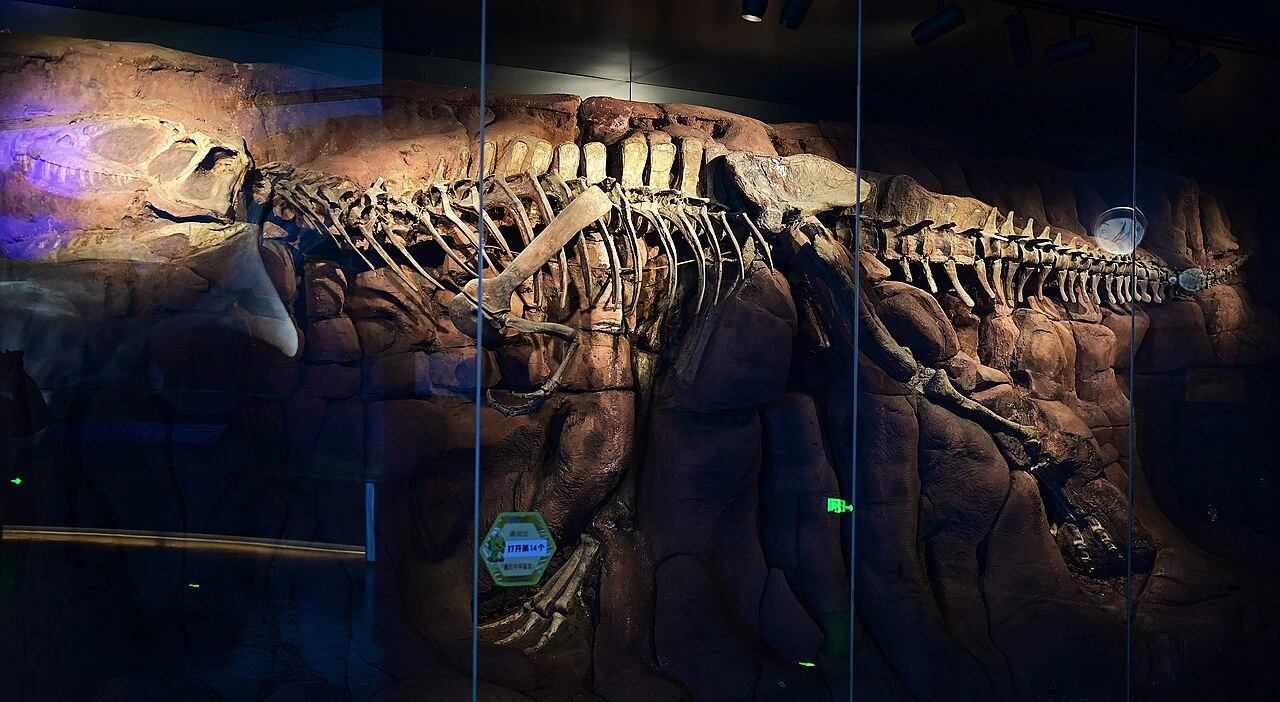 Sinraptor dongi holotype skeletal display, IVPP 10600, at Baoding Natural History Museum.