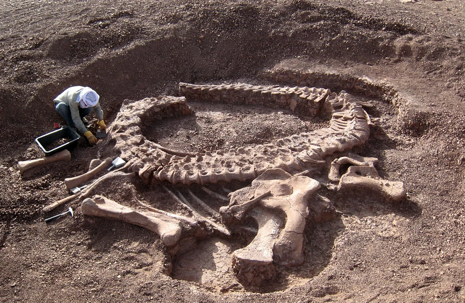 Spinophorosaurus holotype GCP-CV-4229 exposed in its Niger excavation.
