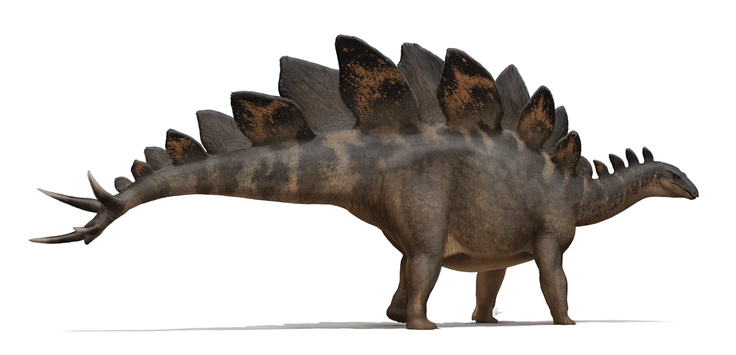 Stegosaurus walking on four legs, with staggered back plates, a small head and four long tail spikes.