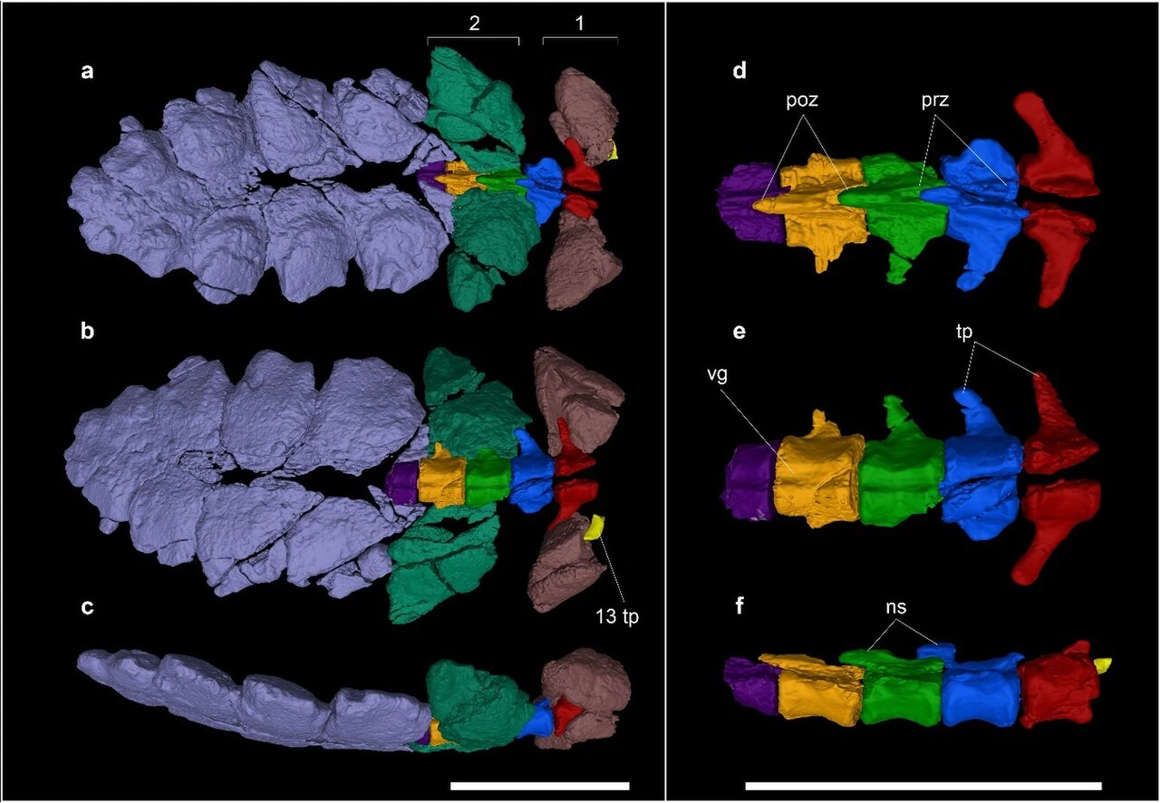 CT-based reconstruction of Stegouros elengassen tail weapon and its distal vertebrae.