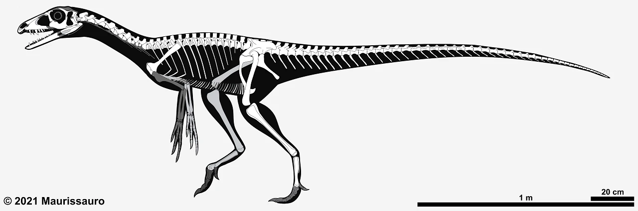 Tawa hallae skeletal reconstruction with known bones in white and missing bones in grey.